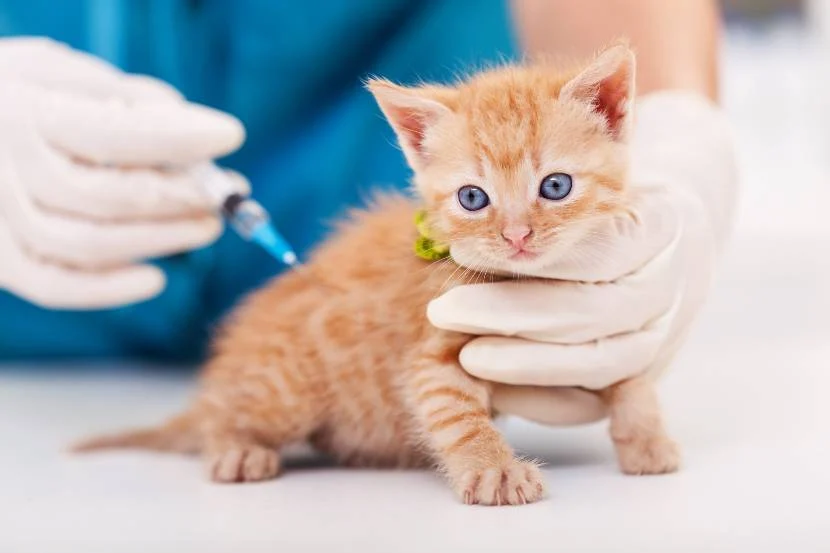 Safeguarding Your Pets’ Health: The Critical Role of Vaccinations